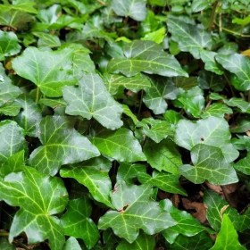 Közönséges borostyán - Hedera helix, Hedera helix, évelő, fásszárú